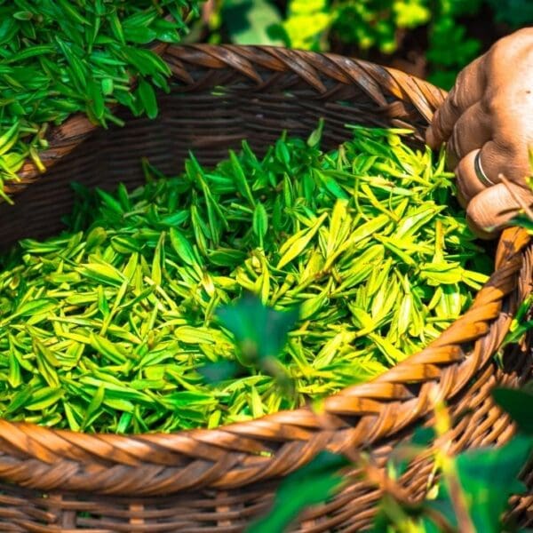Herbal Remedies